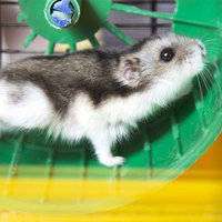 Exercise and Treats