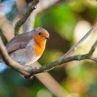 Bird feed