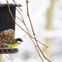 Feeders