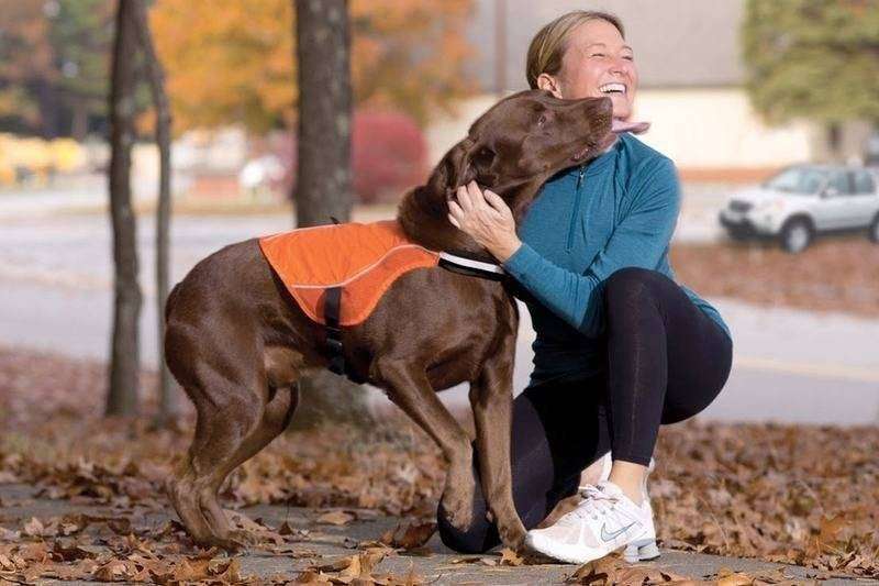Protect & Reflect Active Dog Vest Thumbnail Protect & Reflect Active Dog Vest Thumbnail