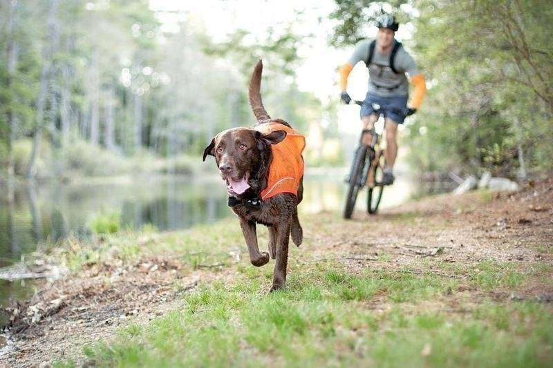 Protect & Reflect Active Dog Vest Thumbnail Protect & Reflect Active Dog Vest Thumbnail