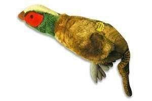 Migrator Pheasant